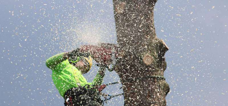 A climber high on a trunk cutting with a chainsaw, wood chips flying